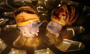 post-938-0-67617400-1390301479_thumb.jpg