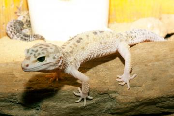 DSC_6392.jpg