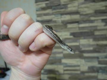 post-1084-0-07293900-1395035851_thumb.jpg