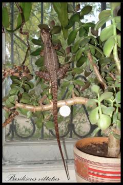 Basiliscus_vittatus_img2.jpg