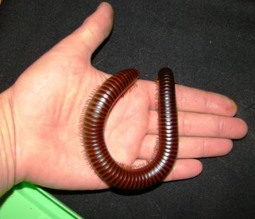 post-208-1307744102_thumb.jpg