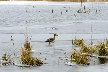 DSC_6335.jpg