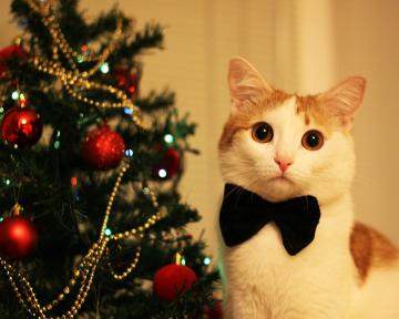 happy_new_year_by_thecatvincent-d4llh6s1.jpg
