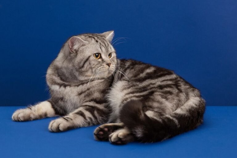 1616434954_5-p-skottish-strait-foto-koshka-5-768x512.jpg.c3e5f38315a16c6a9a7a6b6208c3e15d.jpg